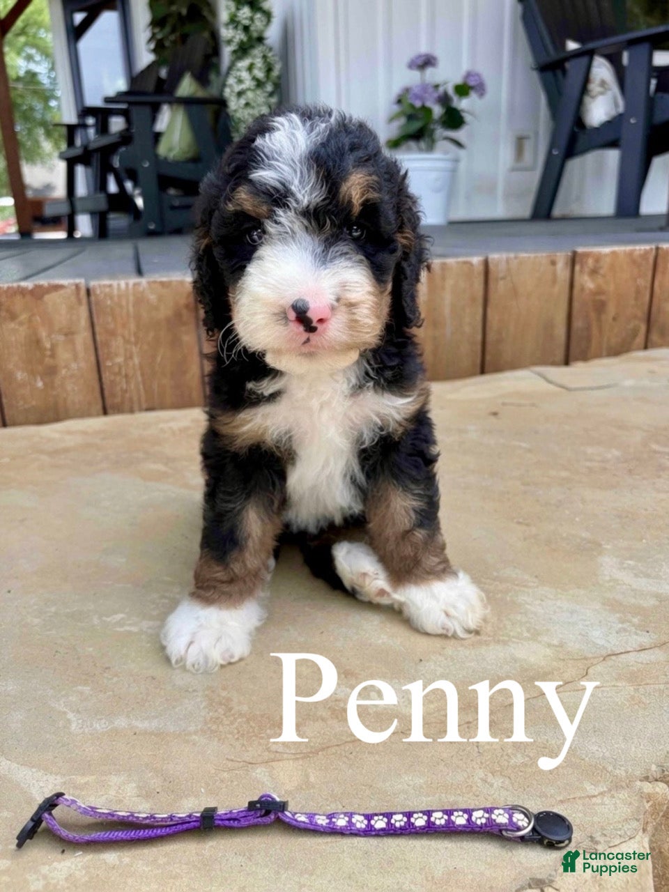 Bernedoodle dogs Penny - Ad 1