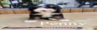 Penny