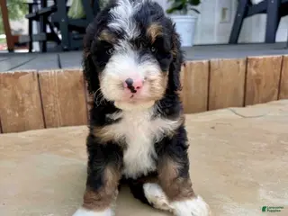 Bernedoodle dogs for sale: Penny - Ad 2
