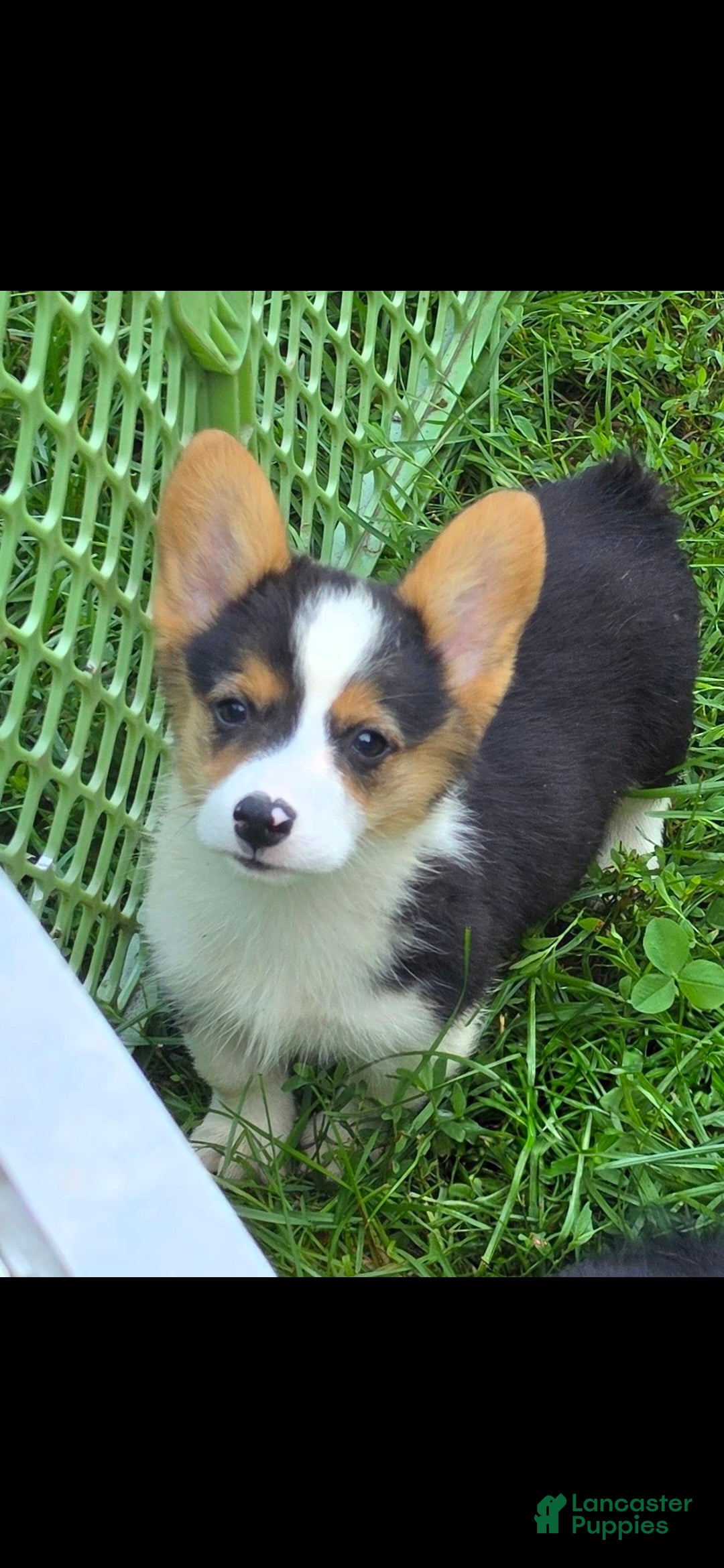 Welsh Corgi Pembroke dogs Raina - Ad 1