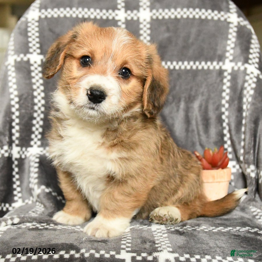 Mixed Breed dogs Baron - Ad 1