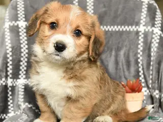 Mixed Breed dogs for sale: Baron - Ad 1