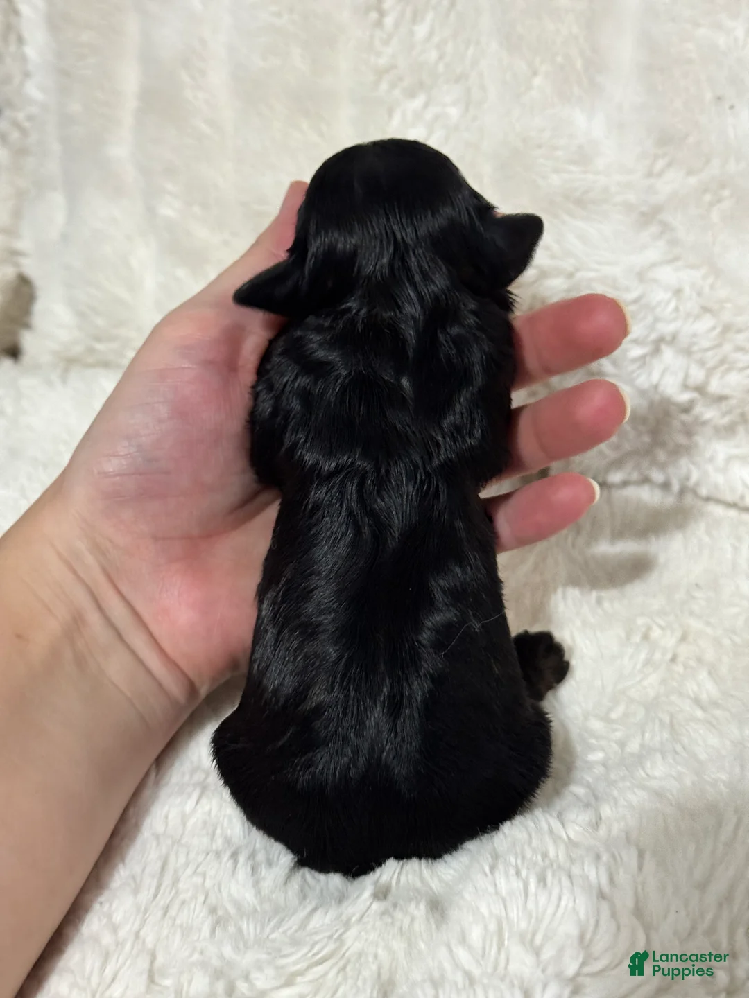 Cavapoo dogs for sale: Cavapoo Puppy 5 - Ad 2