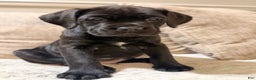 Cane Corso dogs for sale: Sweet Pea - Ad 5