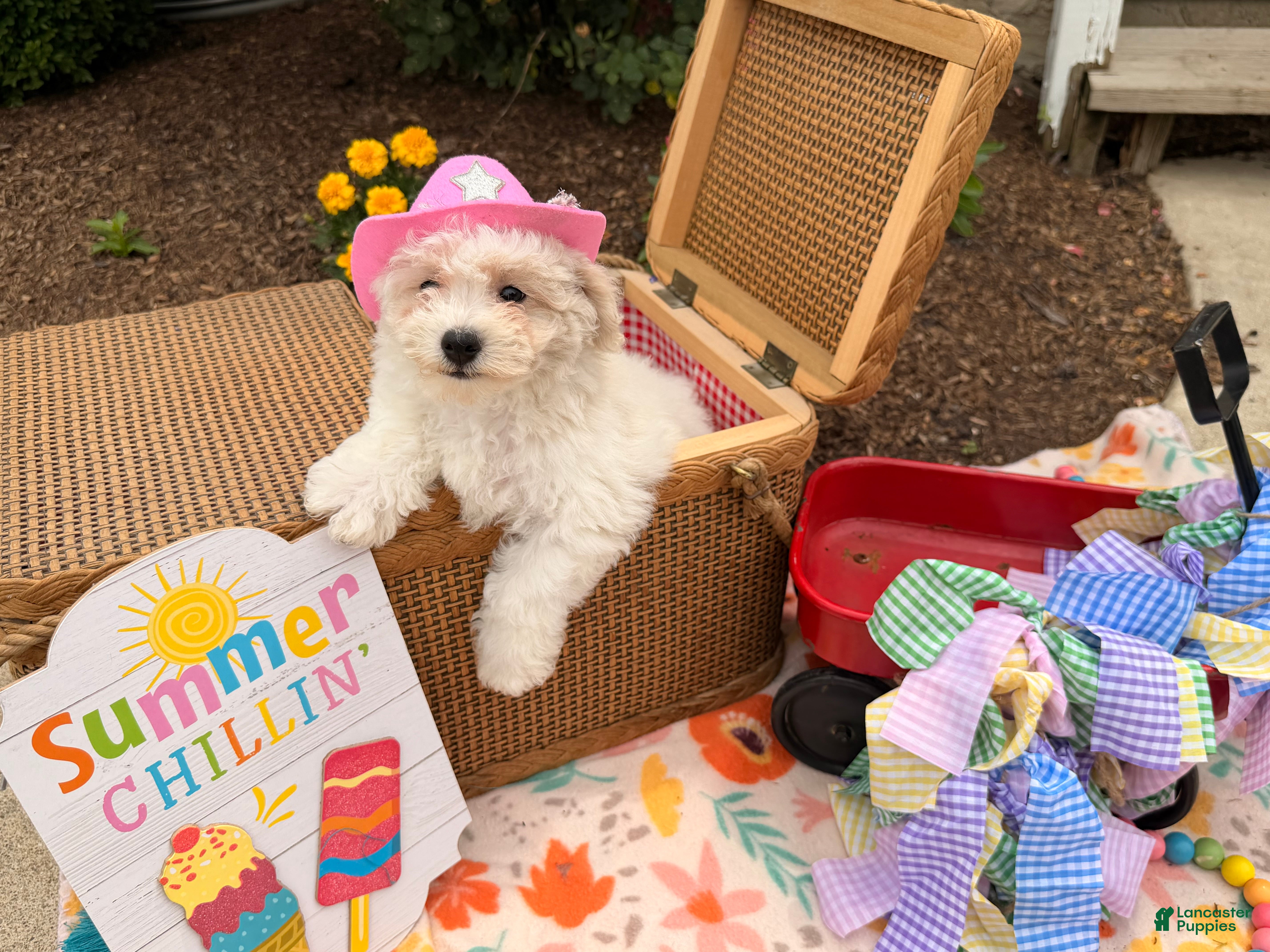 Bichpoo dogs Samantha  - Ad 2