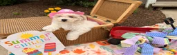 Bichpoo dogs for sale: Samantha  - Ad 2