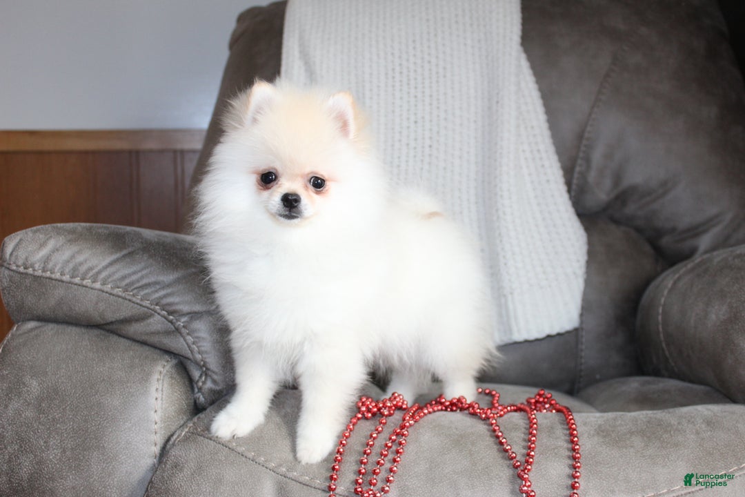 Pomeranian dogs for sale: Tiny Teddy - Ad 7