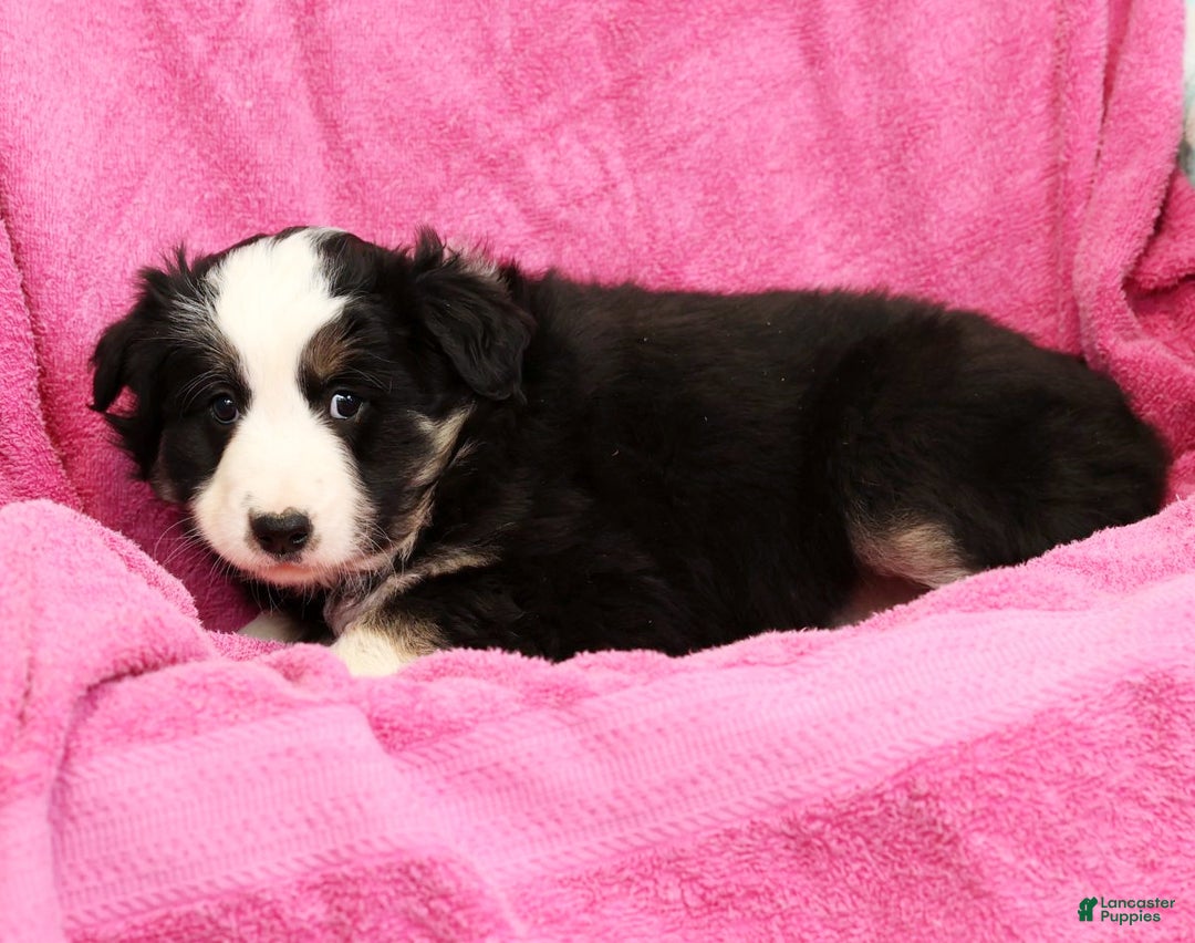 Miniature Australian Shepherd dogs for sale: Buster - Ad 9