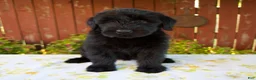Giant Schnauzer dogs for sale: Renita - Ad 4