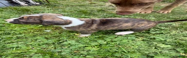 Mixed Breed 4