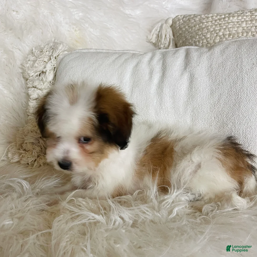 Mixed Breed dogs for sale: Chanel-SPRING BREAK SALE - Ad 6