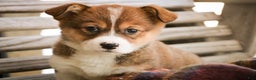 Welsh Corgi Pembroke dogs for sale: Muffin - Ad 4
