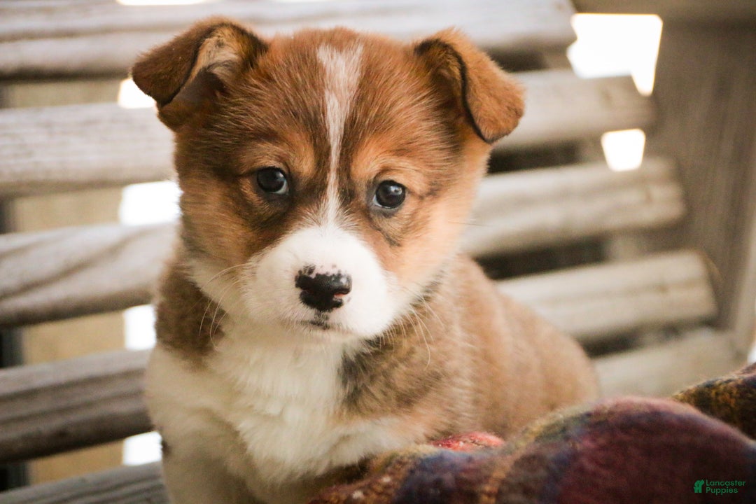 Welsh Corgi Pembroke dogs for sale: Muffin - Ad 4