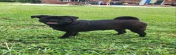Pug dogs for sale: Charlie  - Ad 8