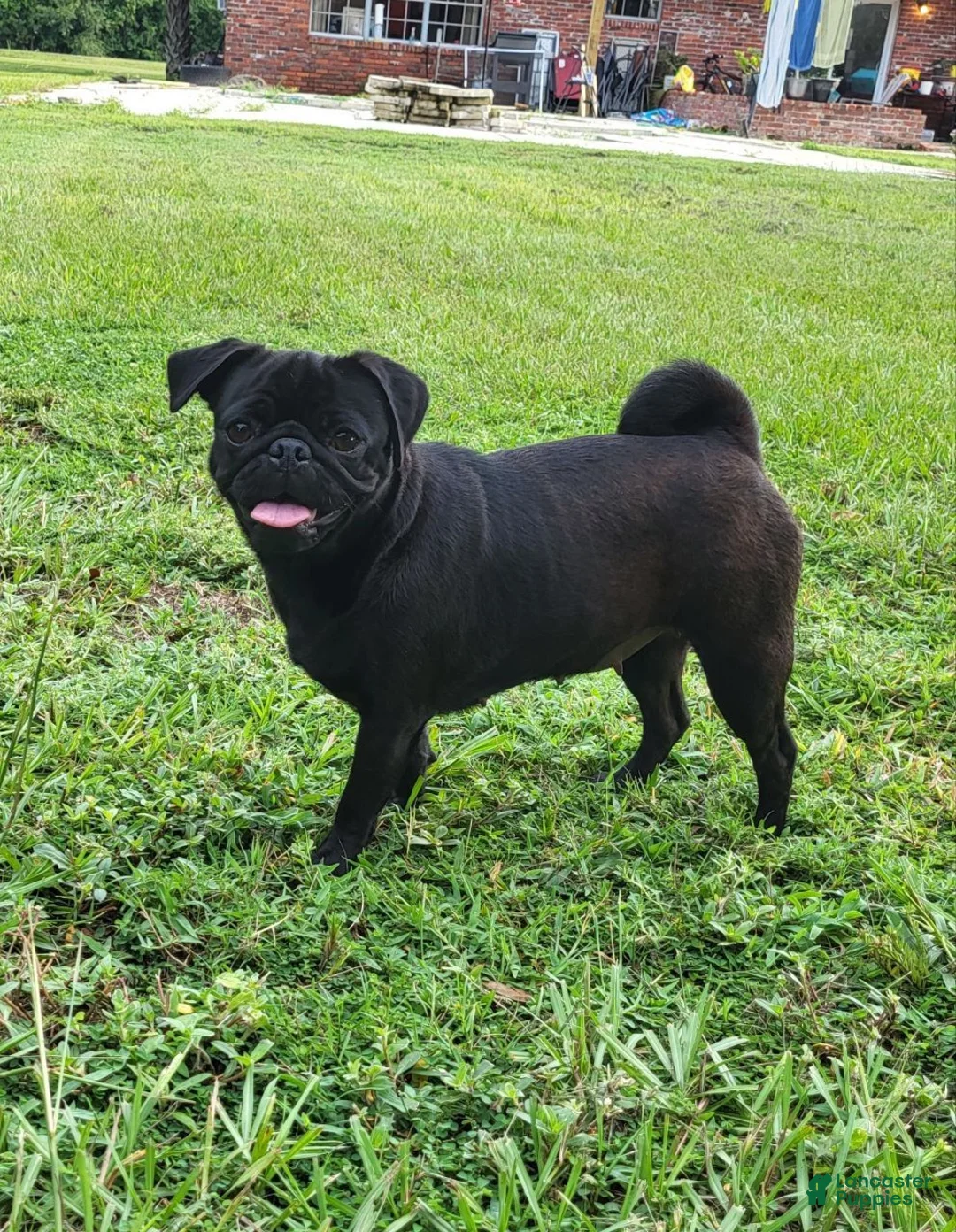 Pug dogs for sale: Charlie  - Ad 8