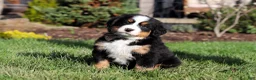 Bernese Mountain Dog dogs for sale: Prince - Ad 7