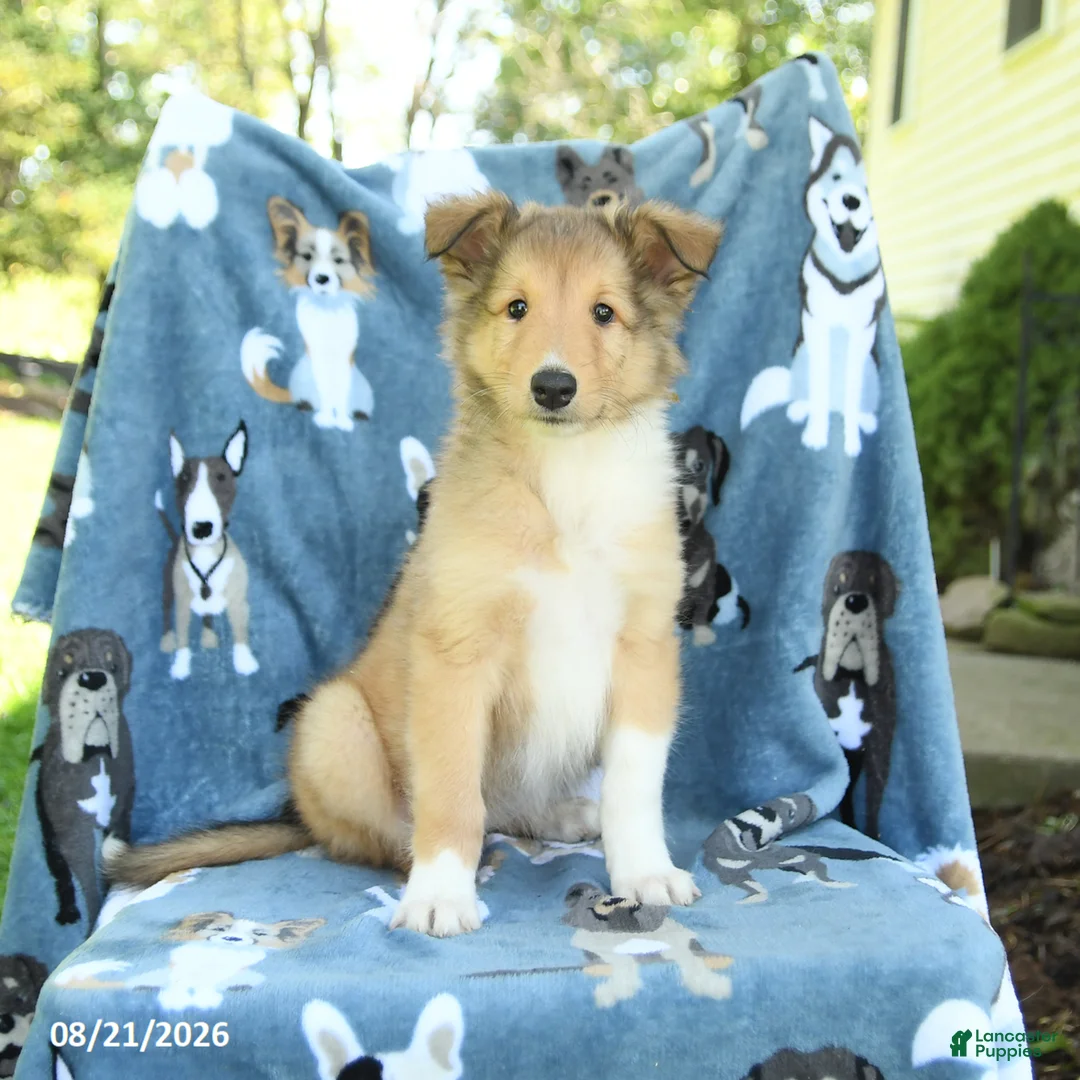 Collie dogs for sale: Olivia - Ad 3