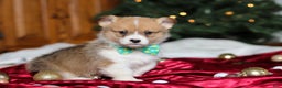 Welsh Corgi Pembroke dogs for sale: Santa - Ad 2