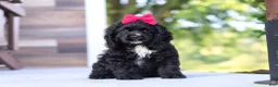 Cocker Spaniel dogs for sale: Sophie - Ad 3