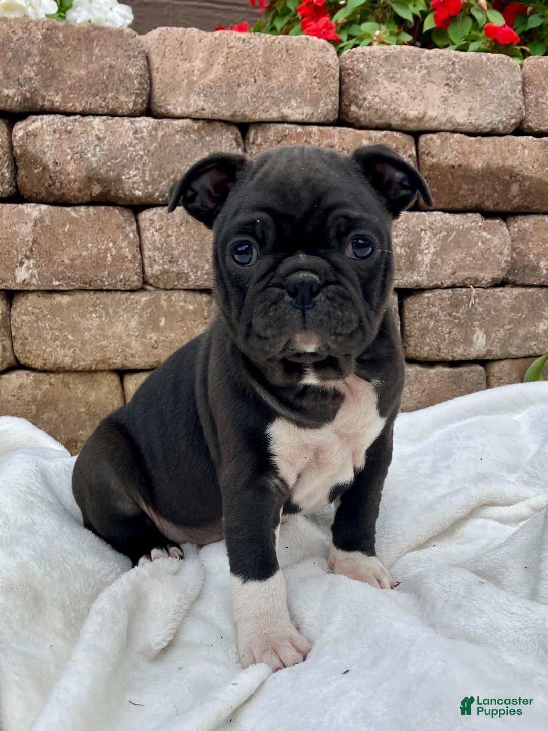 Harley for sale in Belleville Lancaster Puppies