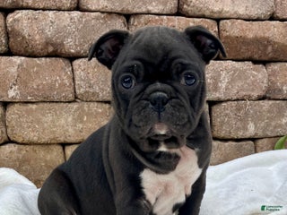 Mixed Breed dogs - Ad 27