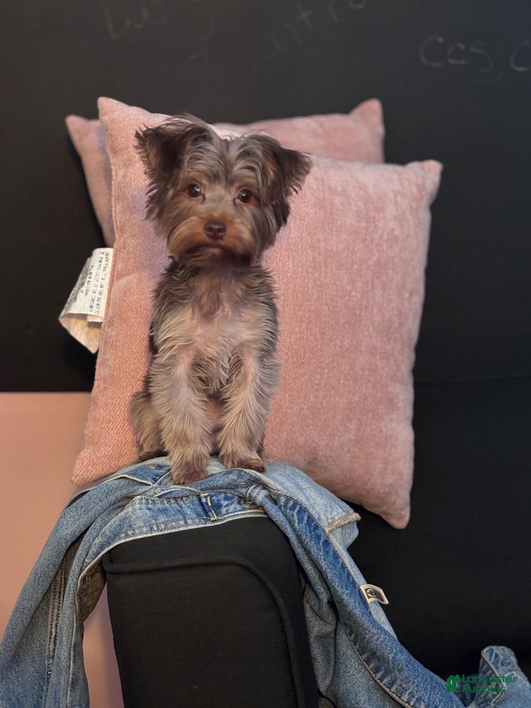 Yorkshire Terrier dogs for sale: Yorkshire Terrier Puppy 2 - Ad 2