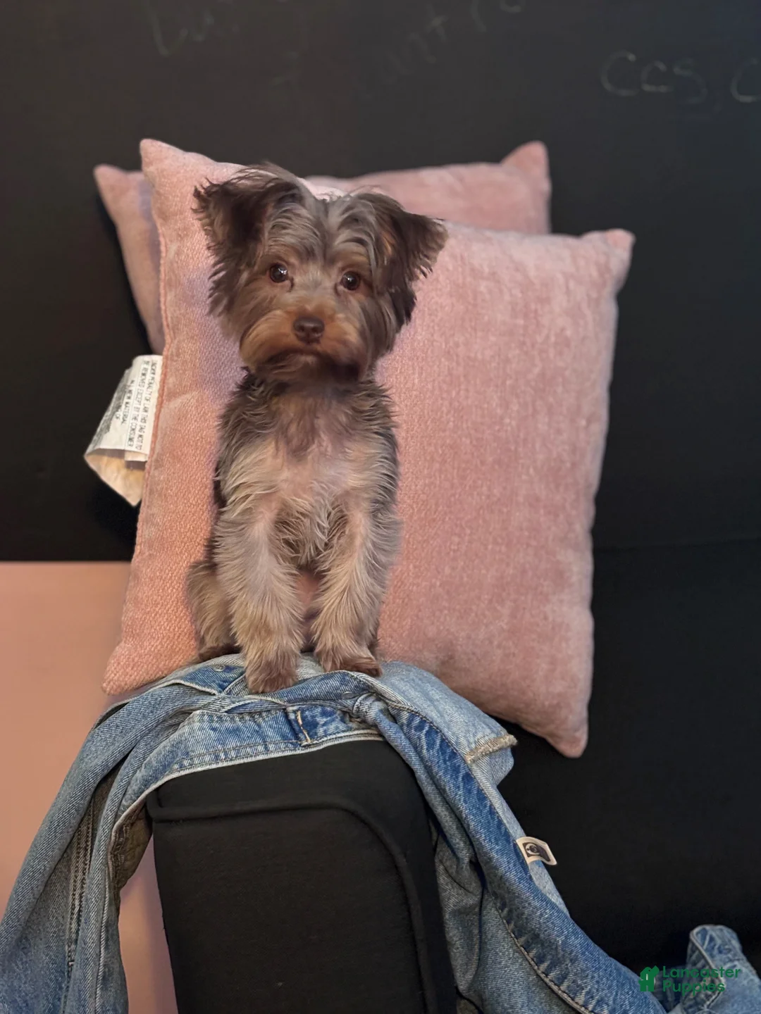 Yorkshire Terrier dogs for sale: Yorkshire Terrier Puppy 2 - Ad 2