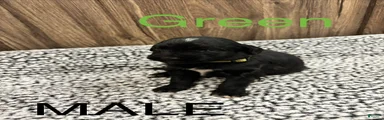 Bernedoodle Puppy 3
