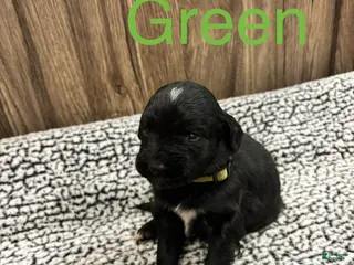 Bernedoodle dogs for sale: Bernedoodle Puppy 3 - Ad 3