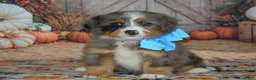 Mini Bernedoodle dogs for sale: Harley  - Ad 1
