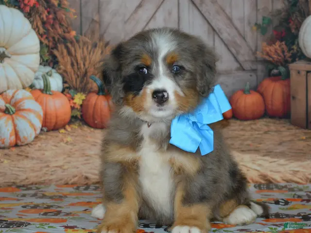 Mini Bernedoodle dogs for sale: Harley - Ad 1