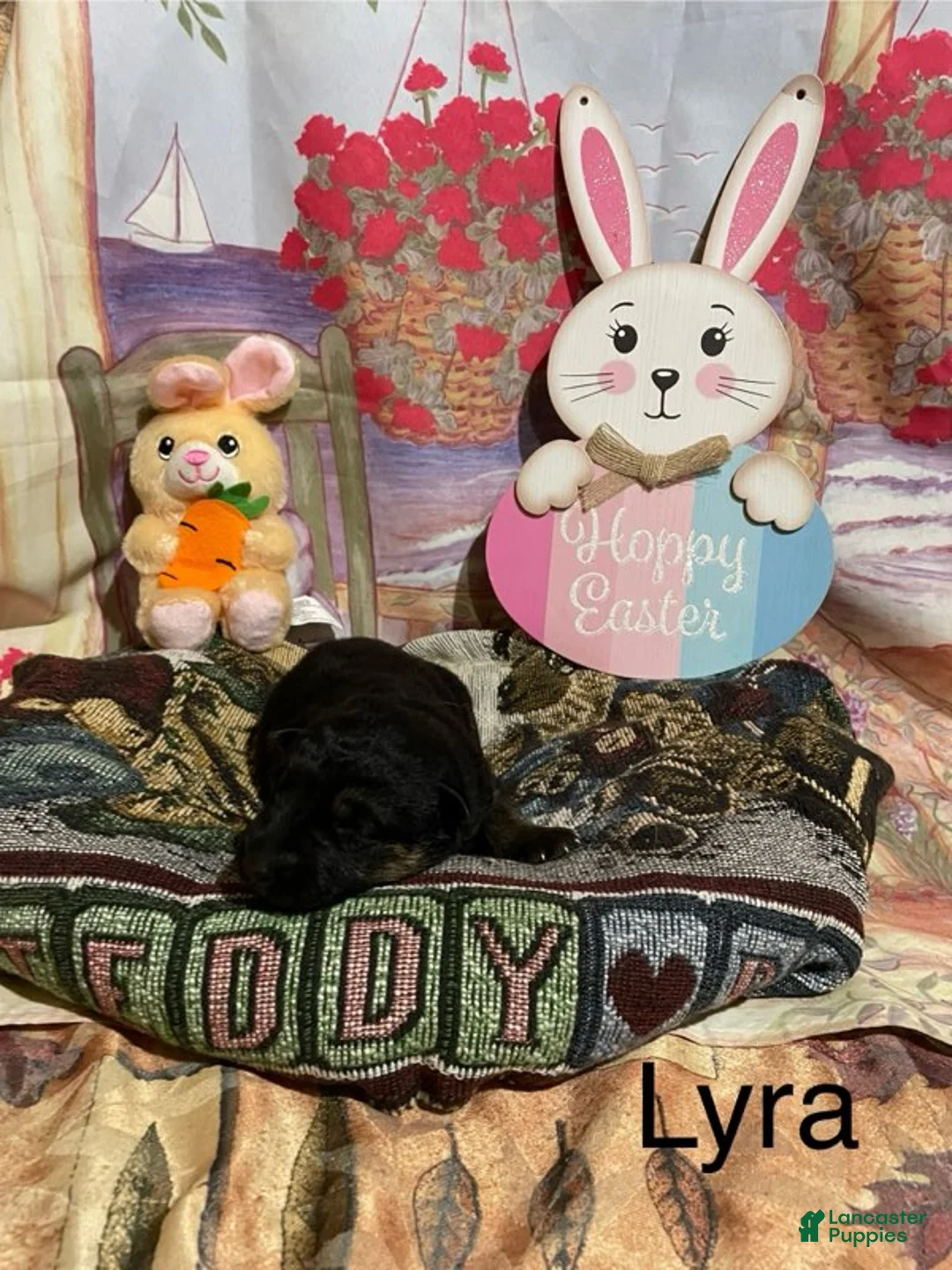 German Shepherd dogs for sale: German Shepherd Puppy 3 - Ad 4