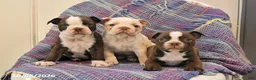 Boston Terrier dogs for sale: Tulip - Ad 3