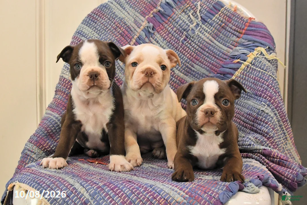 Boston Terrier dogs for sale: Tulip - Ad 3