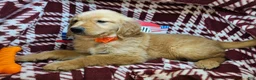 Golden Retriever dogs for sale: Down Town Brown - Ad 1