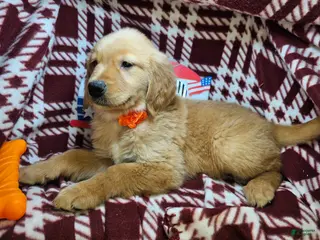 Golden Retriever dogs Down Town Brown - Ad 22