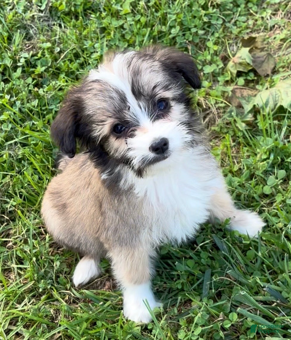 Mini Aussiedoodle dogs Molly - Ad 2