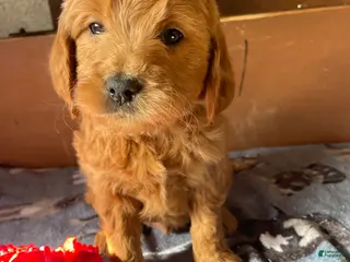 Mini Goldendoodle dogs Howard - Ad 37