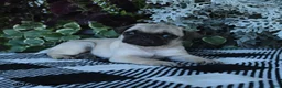 Pug dogs for sale: Garth - Ad 4