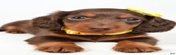 Miniature Dachshund dogs for sale: Cody - Ad 9