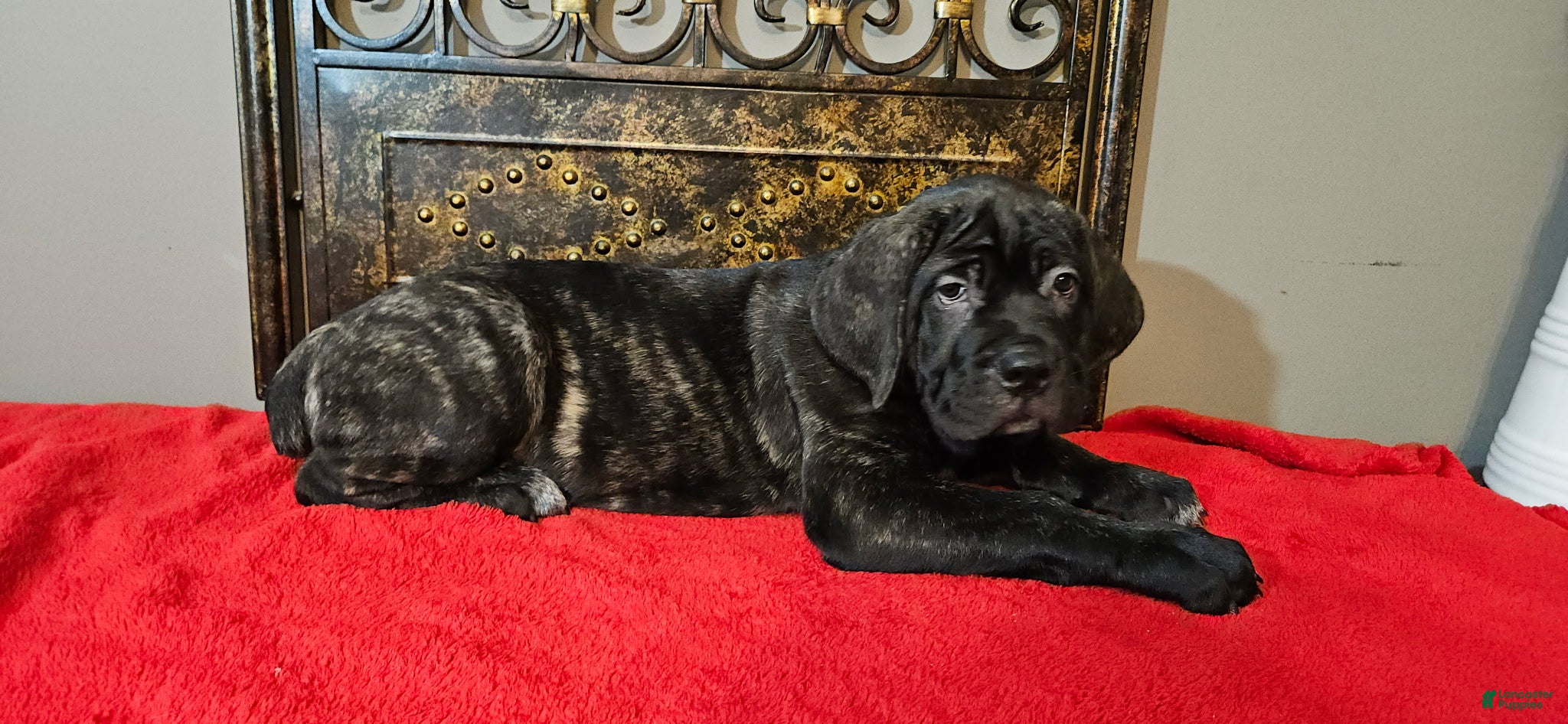 Cane Corso dogs Cane Corso Female Puppy Holly - Ad 4