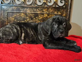 Cane Corso dogs Cane Corso Female Puppy Holly - Ad 38