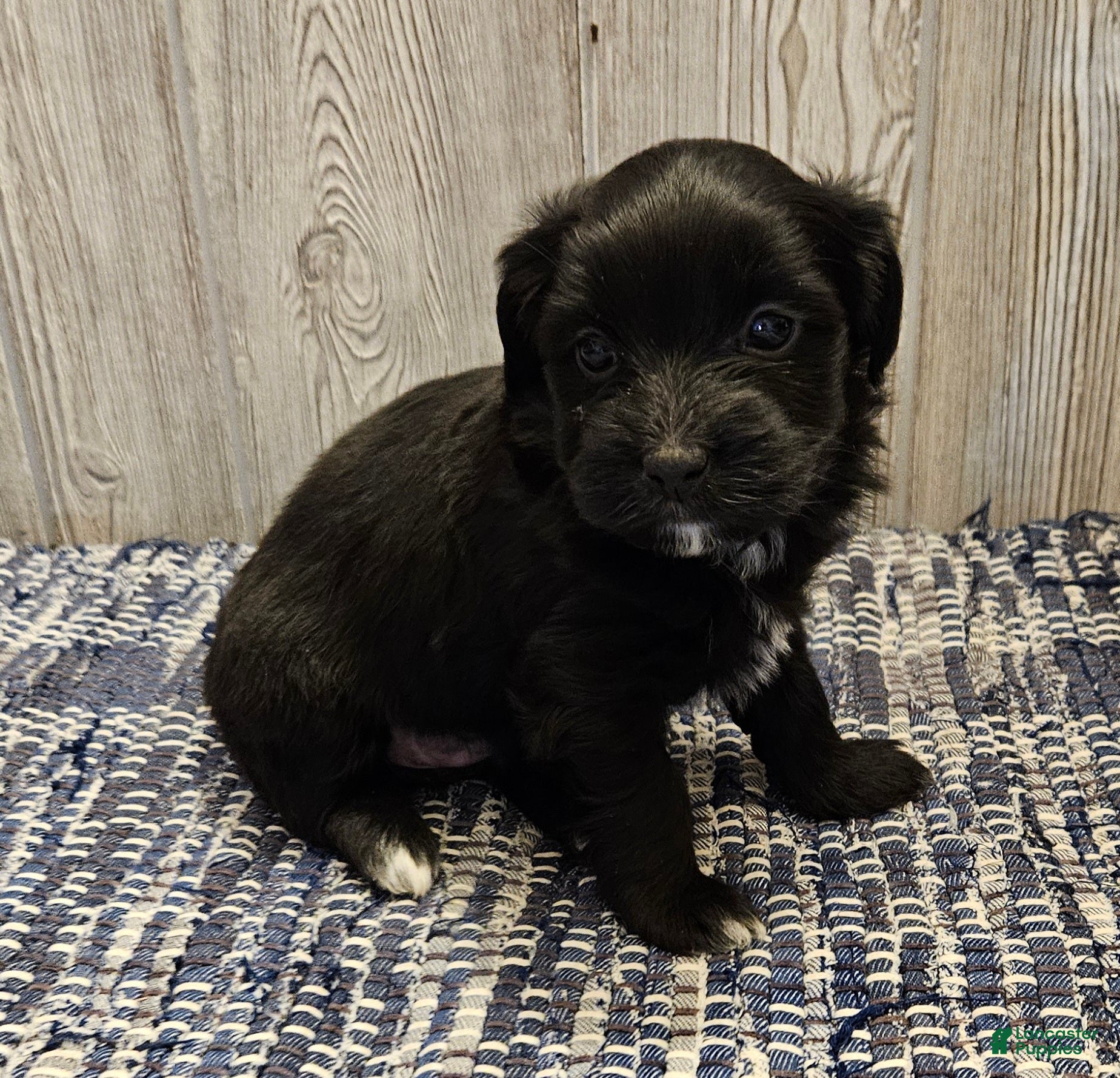 Mixed Breed dogs Roxy - Ad 2