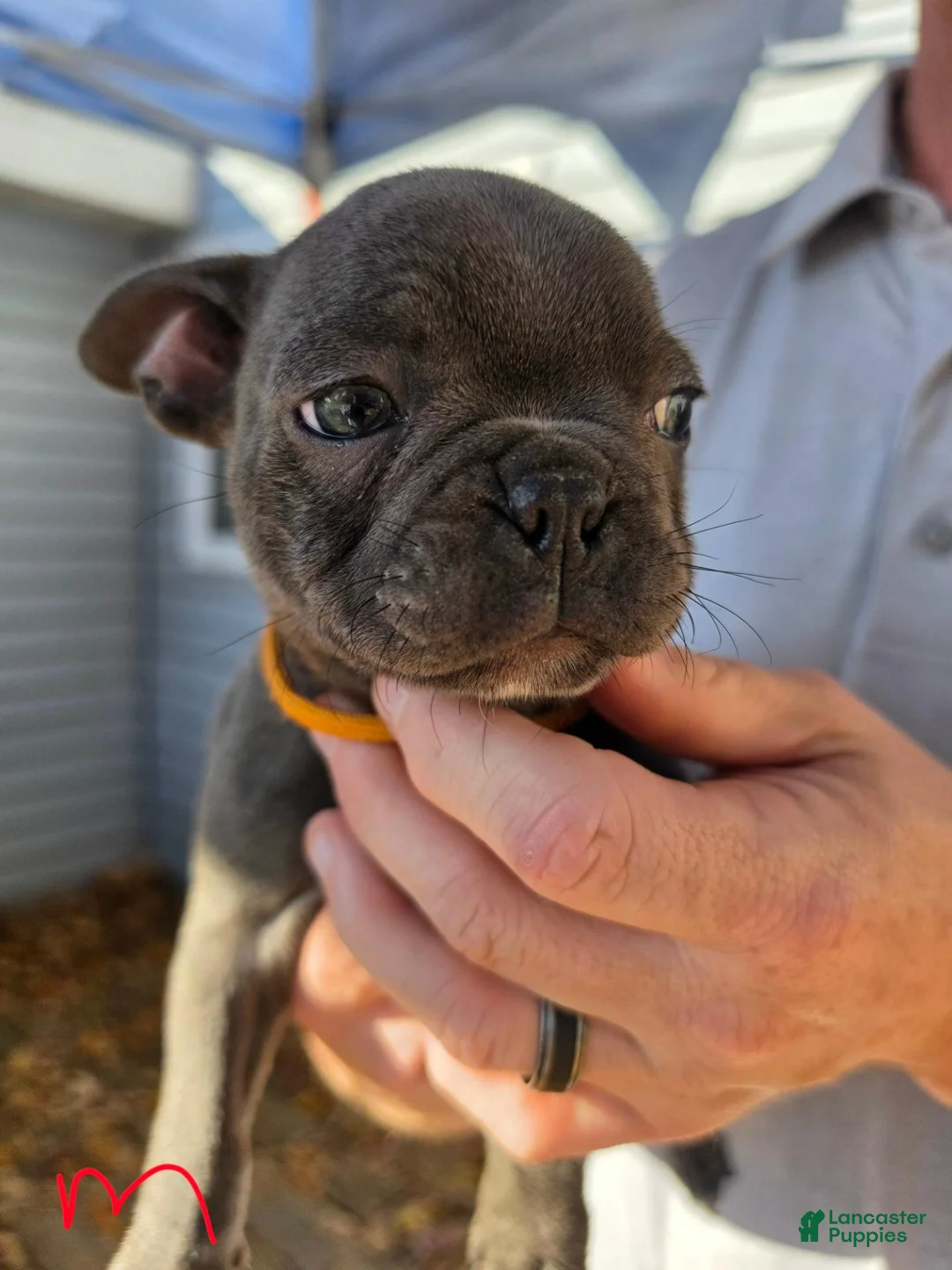 Frenchton dogs for sale: Rocky - Ad 1