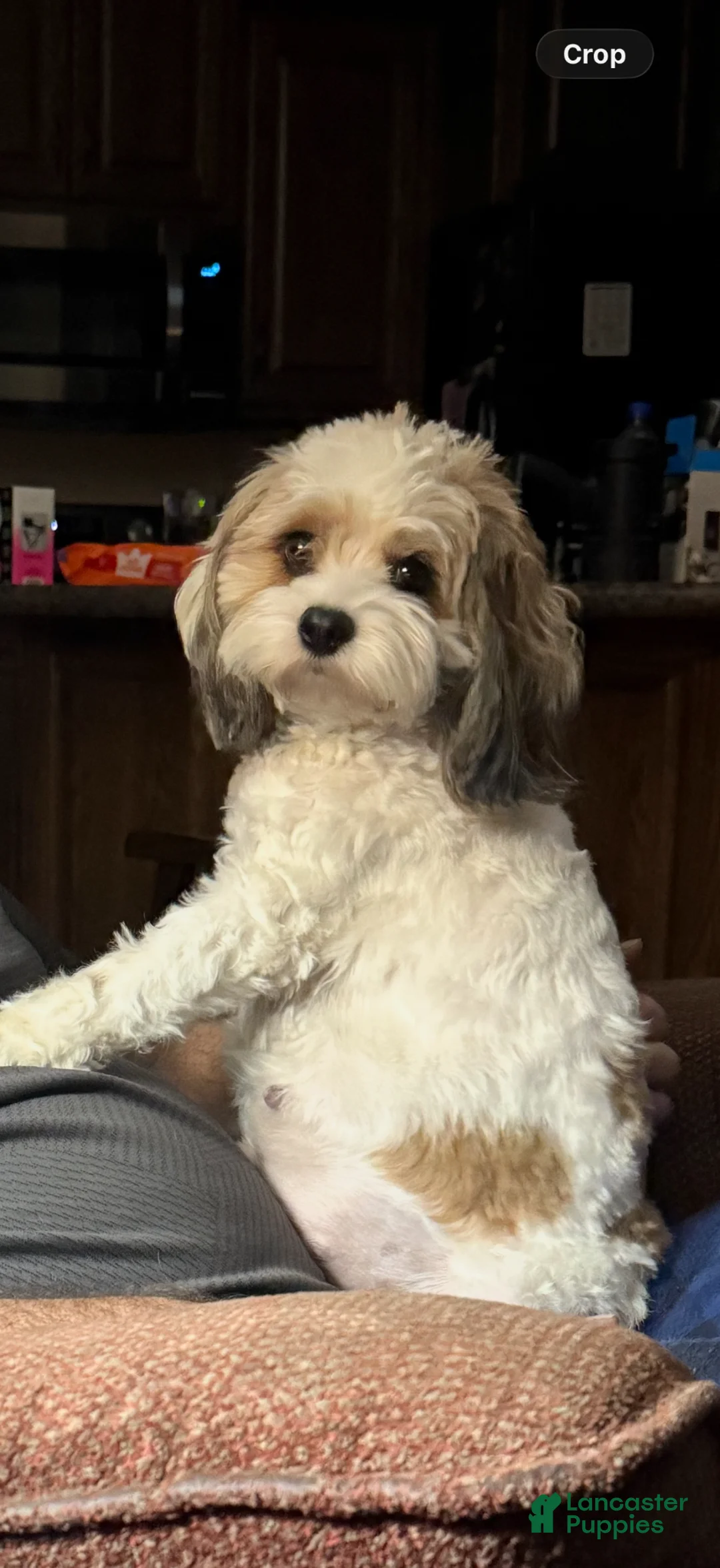 Cockapoo dogs for sale: Cockapoo Puppy 1 - Ad 2