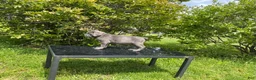 Cane Corso dogs for sale: Cane Corso Puppy 6 - Ad 5