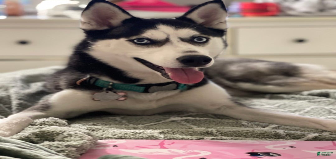 Gallery Image {{count}}