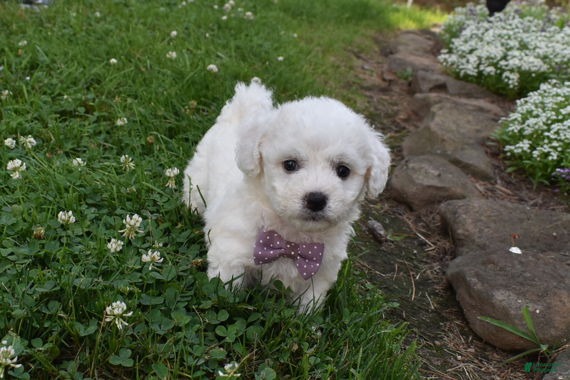 Cavachon dogs Theresa - Ad 2