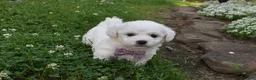 Cavachon dogs for sale: Theresa - Ad 2
