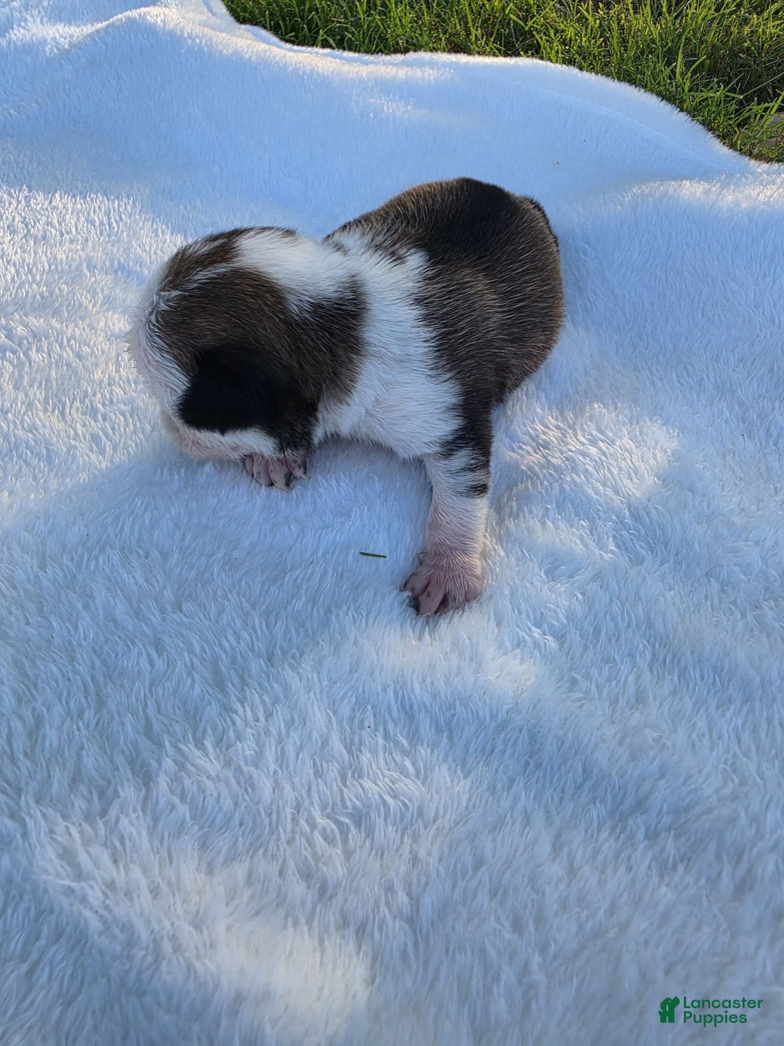 Pug dogs Female panda puppy - Ad 1